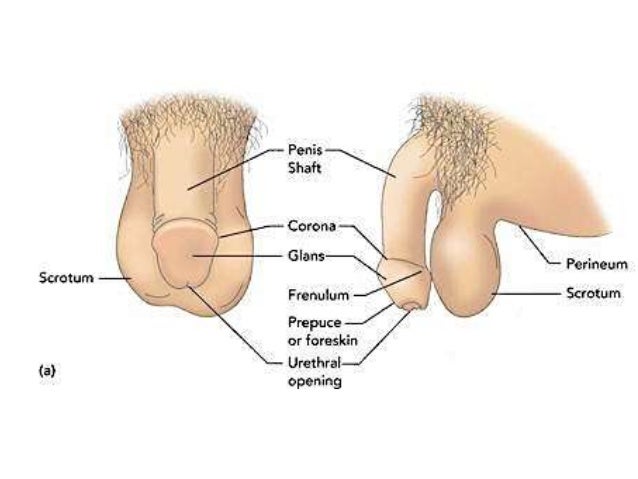 pics with female penis Pics with female penis